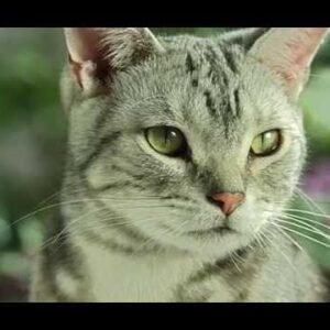 Video Test 2K Samsung
